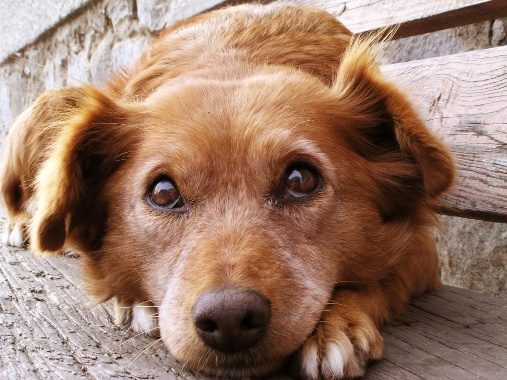 aamir khan dog shahrukh