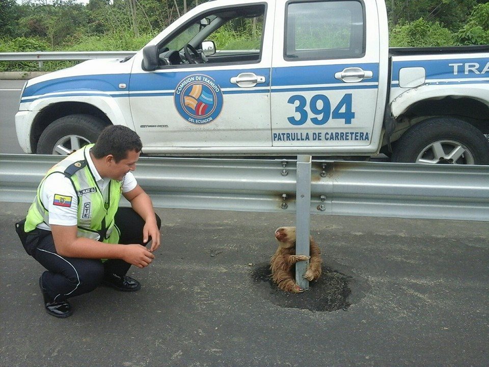 Officer helps sloth cross the road