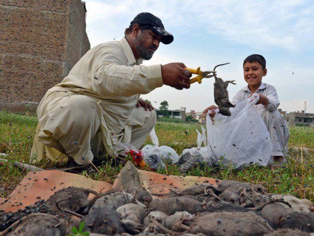 Rat Killing Peshawar