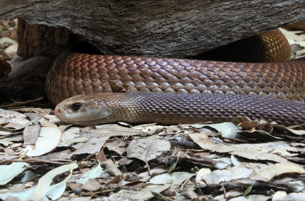 How To Treat a Snake Bite Emergency